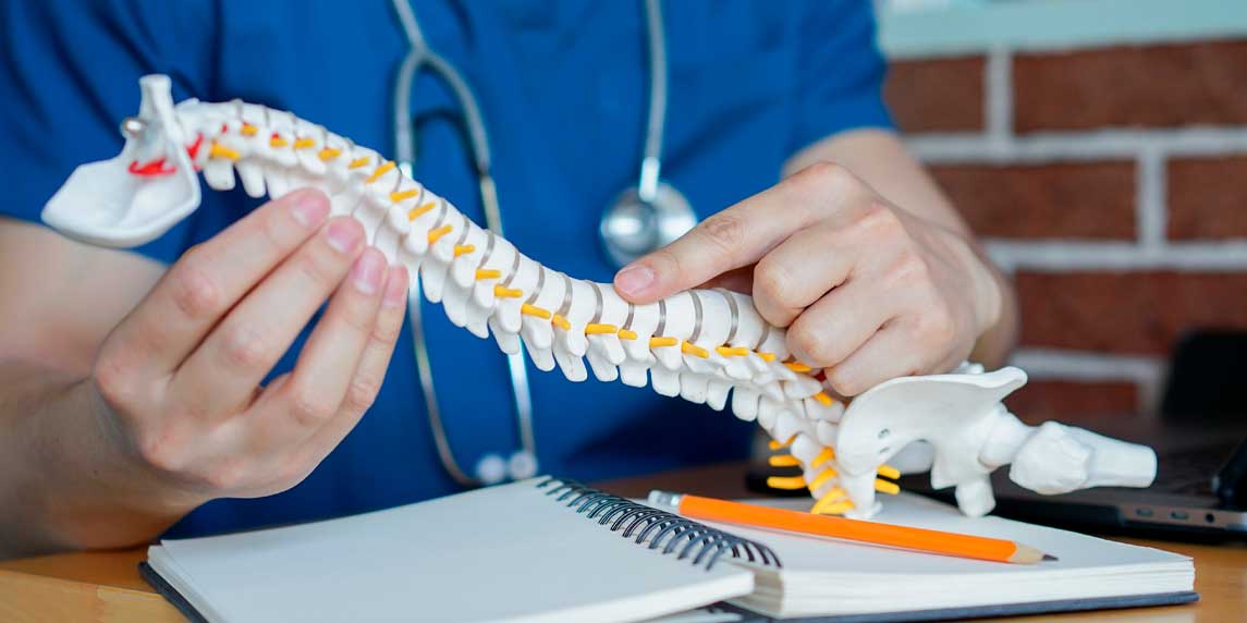 close up physical therapist hand pointing on human skeleton at middle back to advise and consult to patient to treatment at office for healthcare concept